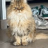 Aslan a rejoint le concours — aidez-le/la à gagner de superbes lots ! cat, fluffy, long_hair, persian_cat, sitting, indoors, tile_floor, shoes, sneakers, pet, animal, fur, whiskers, ears, eyes, tail, portrait, front_view, home, serious_expression