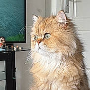 Aslan participe au concours pour gagner de l'argent avec cette photo : cat, fluffy_cat, longhaired_cat, golden_fur, pet, animal, sitting, portrait, indoors, living_room, wooden_table, television, door, furniture, whiskers, green_eyes, pointed_ears, white_chest, cozy, photography