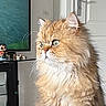 cat, fluffy_cat, longhaired_cat, golden_fur, pet, animal, sitting, portrait, indoors, living_room, wooden_table, television, door, furniture, whiskers, green_eyes, pointed_ears, white_chest, cozy, photography