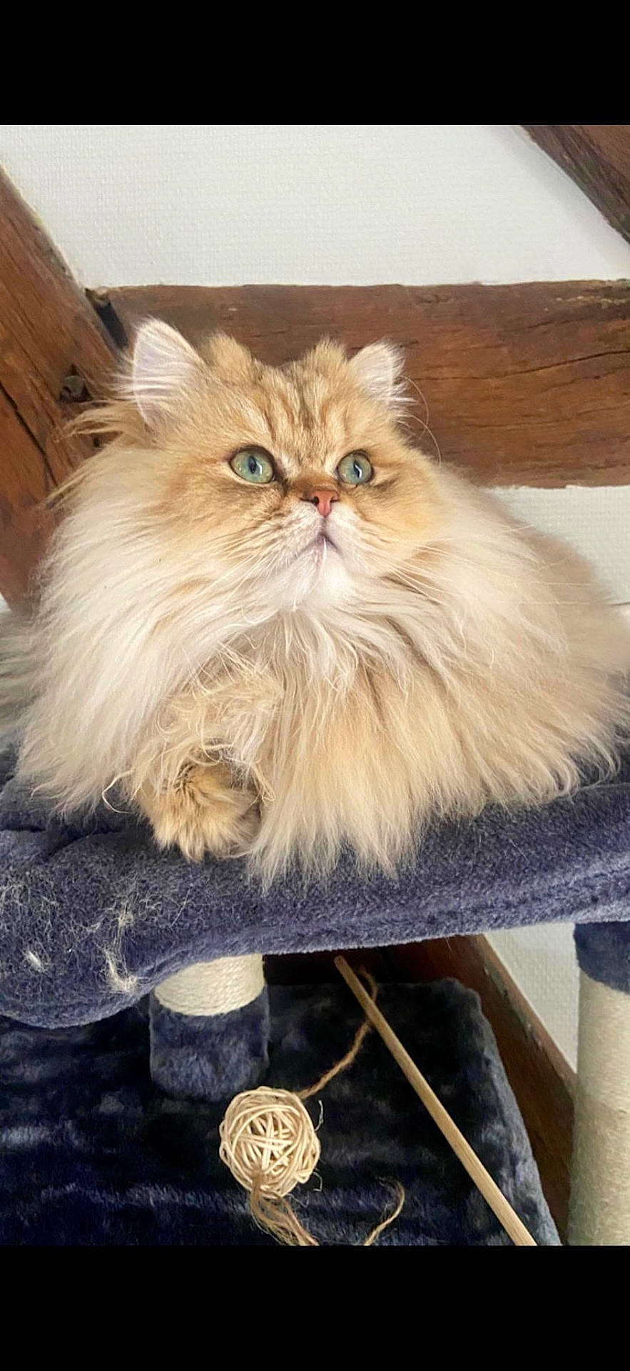 Aslan