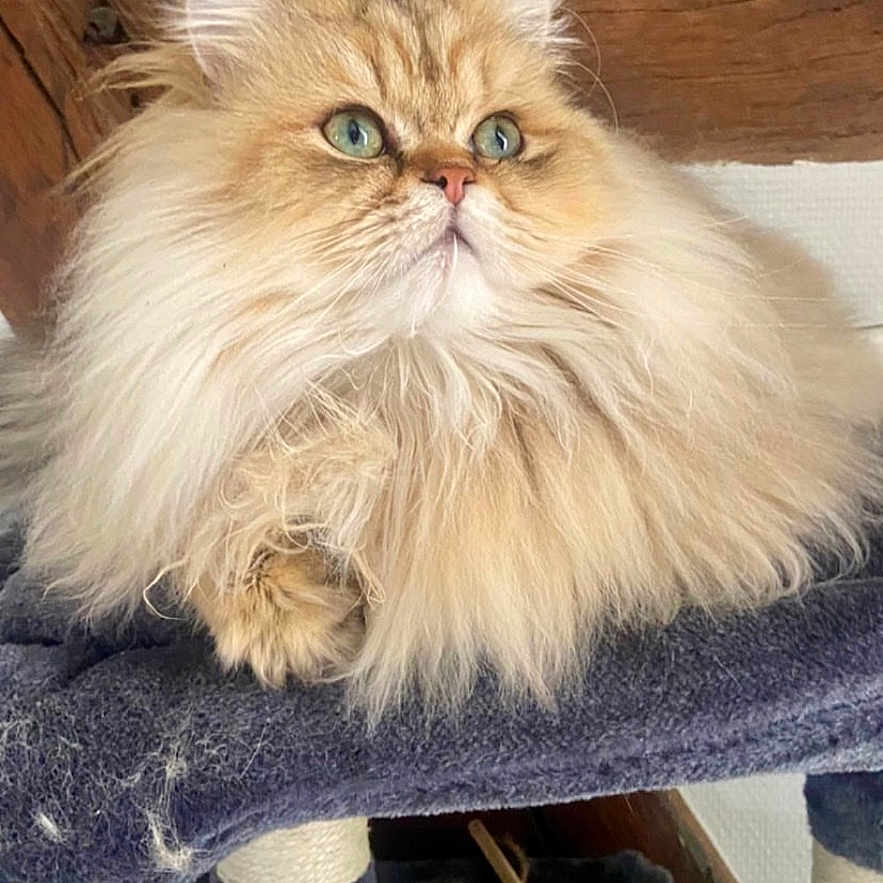 Aslan