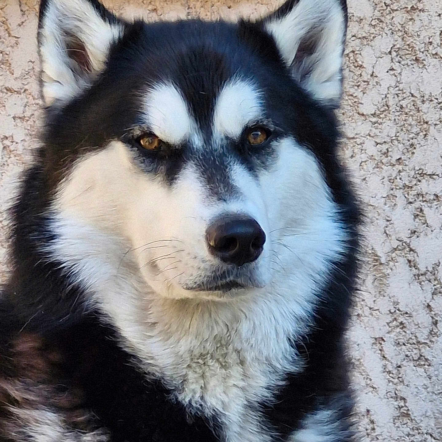 Flòki participe au concours pour gagner de l'argent avec cette photo : alert, animal, animal_portrait, black_and_white, canine, close_up, companion, dog, domestic_animal, ears, face, fluffy, fur, mammal, nature, outdoor, pet, portrait, siberian_husky, watchful