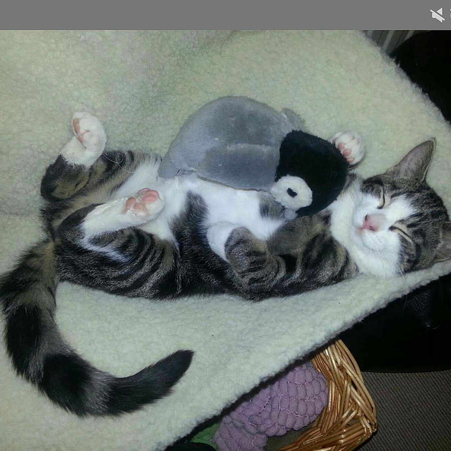 Mary Oglesbee Dt Or Poo Rocket is registered to the contest to win money with this photo: