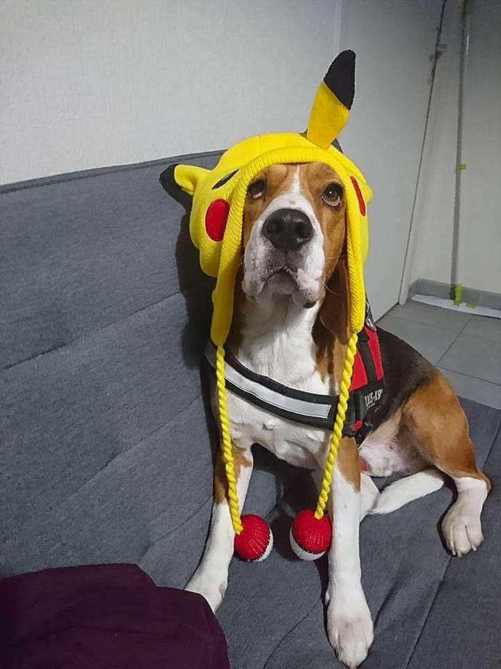 Rocky participe au concours pour gagner de l'argent avec cette photo : canidae, carnivore, collar, companion_dog, dog, dog_breed, dog_clothes, dog_collar, dog_supply, eyewear, fashion_accessory, fawn, leash, personal_protective_equipment, pet_supply, scent_hound, snout, sporting_group, tail, working_animal