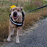 Holly Dit Lili a rejoint le concours — aidez-le/la à gagner de superbes lots ! animal, canine, closeup, dog, field, flower, grass, happy, harness, leash, nature, outdoor, path, pet, scenery, smiling, summer, sunflower, sunset, walking