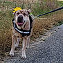 animal, canine, closeup, dog, field, flower, grass, happy, harness, leash, nature, outdoor, path, pet, scenery, smiling, summer, sunflower, sunset, walking