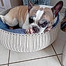 dog, french_bulldog, pet_bed, woven_basket, blue_cushion, tile_floor, indoor, resting, canine, brown_and_white, ears_up, close_up, cute, animal, home, cozy, relaxed, paw, face, laying_down
