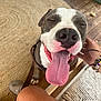 dog, tongue_out, happy, petting, hand, bracelets, wicker_chair, woven_rug, wooden_floor, shoe, can, close_up, indoor, brown_and_white_dog, leash, relaxed, smiling_dog, human_leg, tattoo, casual_setting