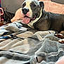 Rocky joined the competition — help win amazing prizes! dog, bed, blanket, pillow, tongue_out, indoor, pet, animal, resting, cozy, fur, canine, home, comfortable, cute, sleeping_area, domestic, relaxed, grey, white
