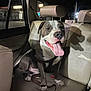 Rocky joined the competition — help win amazing prizes! dog, pet, car, backseat, leather_seat, night, happy, tongue_out, canine, animal, sitting, shadow, window, seatbelt, indoor, domestic, companion, friendly, brown, white