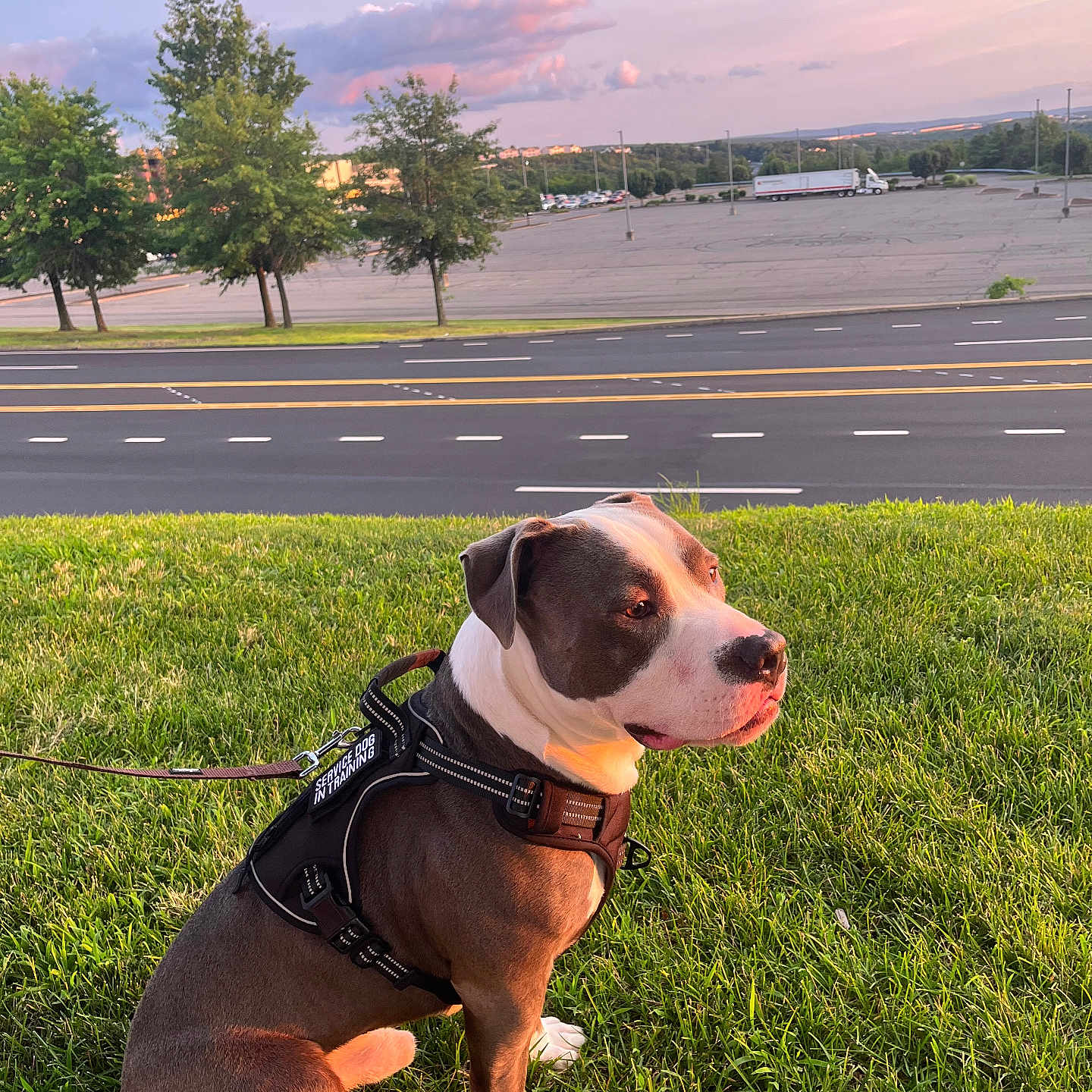 Rocky joined the competition — help win amazing prizes! animal, calm, clouds, daylight, dog, grass, harness, leash, nature, outdoor, parking_lot, pet, road, service_dog, side_view, sitting, sky, suburban, sunset, trees