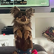Amory participe au concours pour gagner de l'argent avec cette photo : dog, pet, chihuahua, sitting, indoor, couch, television, race, motorcycle, fur, ears, wide_eyes, band, blanket, living_room, decor, plant, fur_pattern, cute, animal
