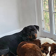 Mae joined the competition — help win amazing prizes! animal, brown_dog, companion, cozy, cute, dog, domestic_animal, fur, home, indoor, lying_down, pet, relaxed, resting, rottweiler, rug, sunlight, two_dogs, white_dog, window