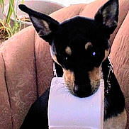 Sheba is registered to the contest to win money with this photo: dog, toilet_paper, chair, indoor, plant, ears, pet, animal, black_and_tan, fur, collar, leash, houseplant, living_room, curious, mischievous, seated, closeup, domestic, cute