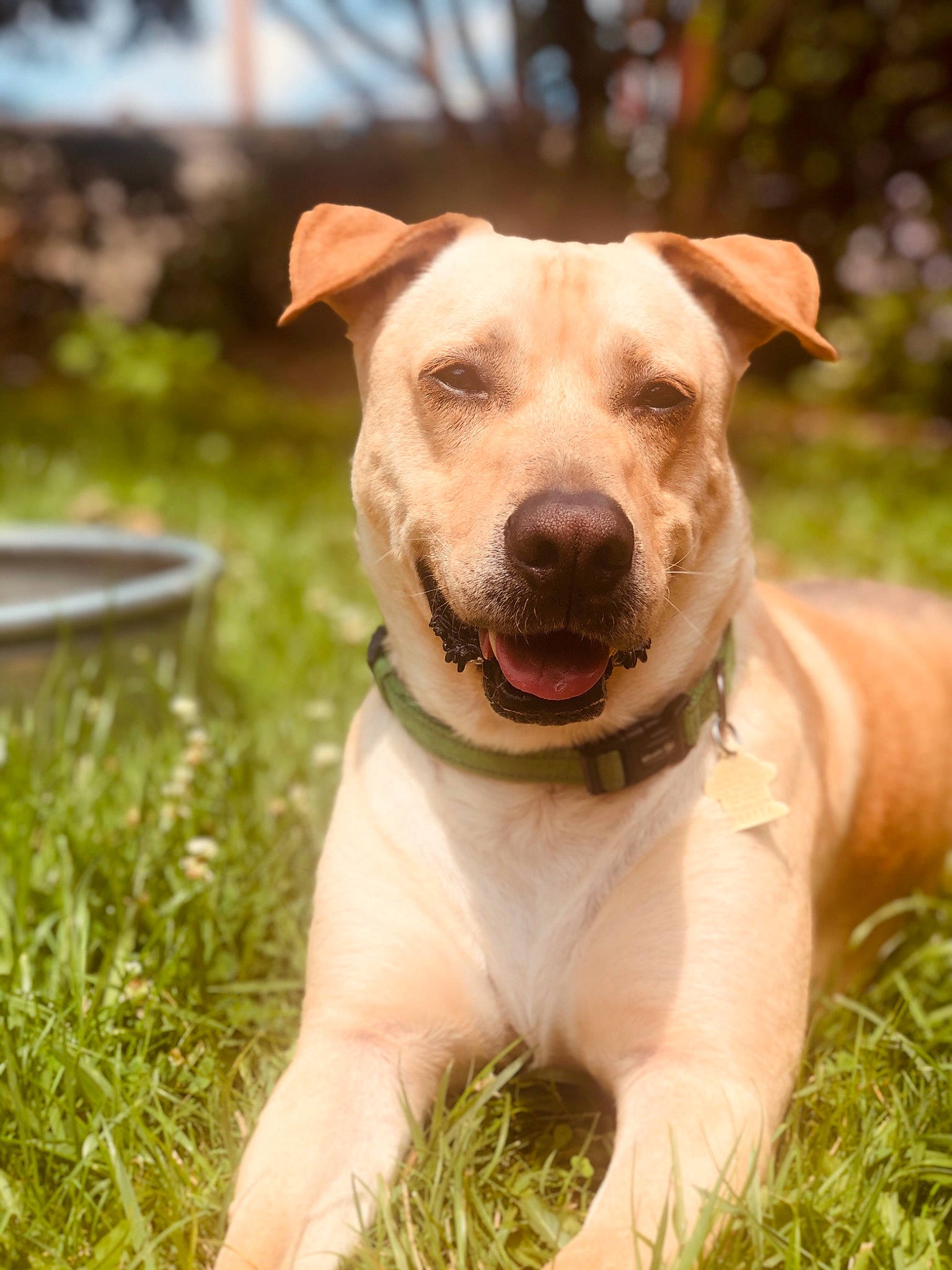 Nigel is registered to the contest to win money with this photo: canidae, carnivore, companion_dog, dog, dog_breed, fawn, grass, labrador_retriever, mammal, potcake_dog, rare_breed_dog, snout, sporting_group, vertebrate