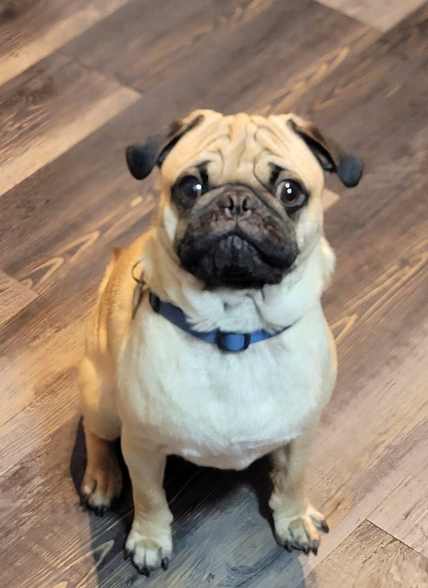 Ace joined the competition — help win amazing prizes! canidae, carnivore, companion_dog, dog, dog_breed, dog_collar, electric_blue, fawn, flooring, hardwood, plank, plant, pug, sporting_group, toy_dog, tree, whiskers, wood, working_animal, wrinkle
