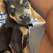 Theo joined the competition — help win amazing prizes! puppy, dog, pet, animal, cute, indoor, person, lap, casual_clothing, blue_shirt, shorts, brown_fur, black_fur, ears, sitting, looking, curious, closeup, floor, home