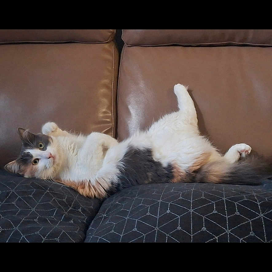 Louna a rejoint le concours — aidez-le/la à gagner de superbes lots ! cat, calico_cat, pet, feline, couch, leather_couch, indoor, relaxing, lying_down, paws_up, curious, fur, animal, cute, home, resting, cozy, geometric_pattern, cushion, comfort