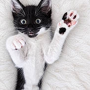 Bounty participe au concours pour gagner de l'argent avec cette photo : kitten, cat, black_and_white, fluffy, paw, paw_pads, whiskers, blue_eyes, wide_eyed, lying_down, blanket, soft, cute, pet, animal, indoor, portrait, close_up, raised_paw, playful