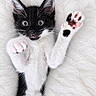 kitten, cat, black_and_white, fluffy, paw, paw_pads, whiskers, blue_eyes, wide_eyed, lying_down, blanket, soft, cute, pet, animal, indoor, portrait, close_up, raised_paw, playful