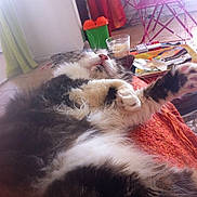 Lynx participe au concours pour gagner de l'argent avec cette photo :