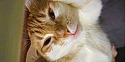 Taïro participe au concours pour gagner de l'argent avec cette photo : cat, orange_cat, white_cat, pet, animal, cute, sleepy, stretching, whiskers, feline, close_up, indoor, fur, paw, relaxed, adorable, face, head, eyes, nose