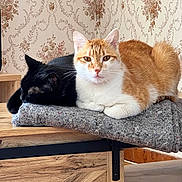 Taïro participe au concours pour gagner de l'argent avec cette photo : cat, black_cat, orange_cat, indoor, table, blanket, wood, furniture, resting, sleeping, pet, animal, cozy, fur, whiskers, ears, face, nose, paw, home