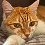 Taïro participe au concours pour gagner de l'argent avec cette photo : cat, orange_cat, white_cat, paw, pink_paw_pads, close_up, relaxed, pet, feline, whiskers, ears, eyes, blanket, indoor, fur, animal, cute, soft_texture, resting, portrait