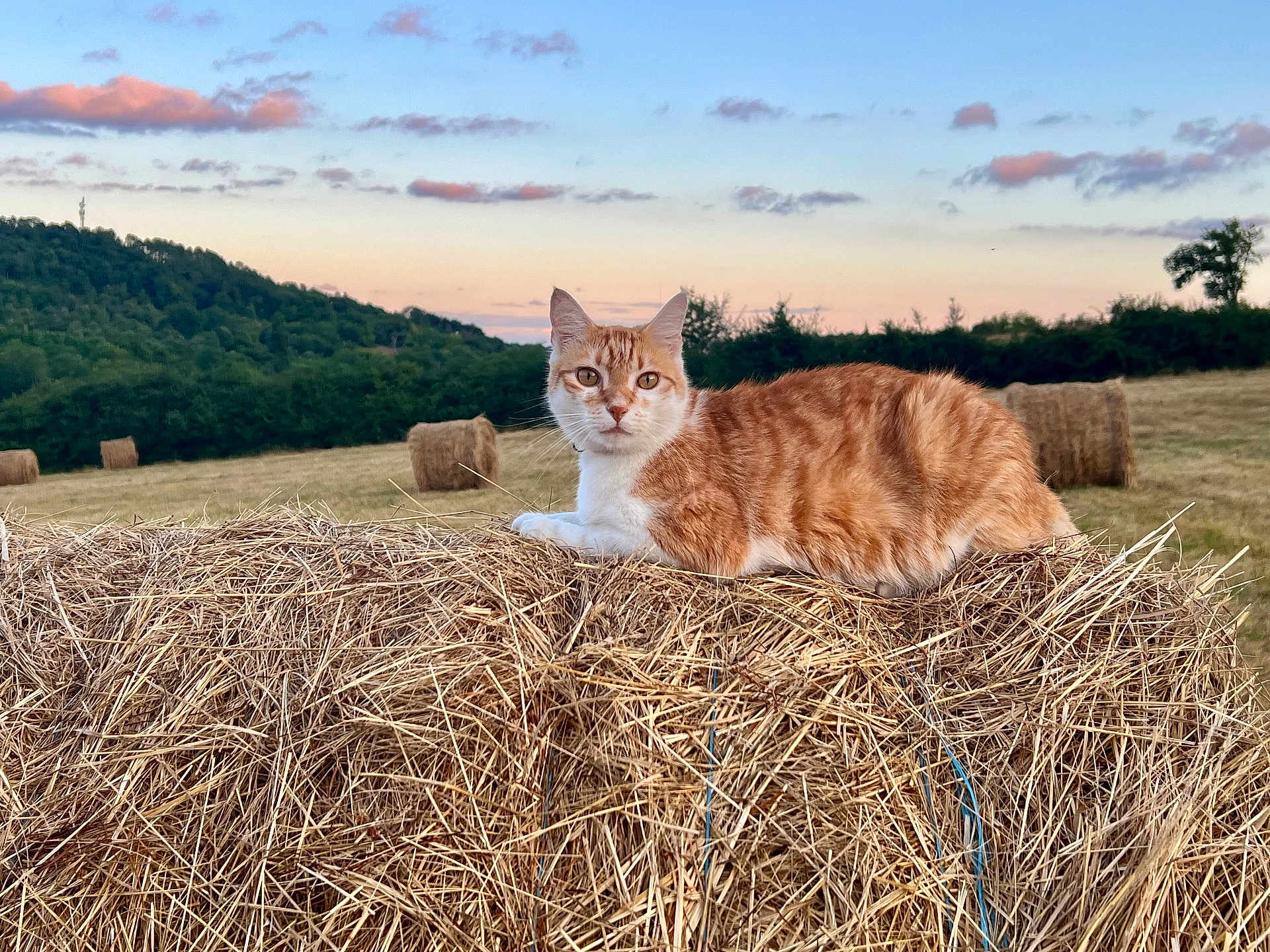 Taïro participe au concours pour gagner de l'argent avec cette photo : cat, hay_bale, field, countryside, sunset, sky, clouds, grass, nature, animal, outdoor, orange_cat, white_cat, relaxing, rural, hill, farm, pastel_sky, peaceful, serene