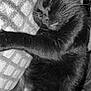 black_cat, sleeping_cat, close_up, pet, feline, cozy, blanket, human_hand, resting, fur, whiskers, indoor, comfort, peaceful, black_and_white, animal, cute, relaxation, nap, companion