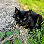 cat, black_cat, grass, outdoor, animal, pet, nature, fur, yellow_eyes, ears, concrete, path, closeup, focus, mammal, whiskers, wildlife, ground, daylight, greenery