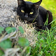Gaïra a rejoint le concours — aidez-le/la à gagner de superbes lots ! cat, black_cat, grass, outdoor, nature, greenery, stone, yellow_eyes, animal, pet, feline, closeup, blurred_foreground, relaxed, wildlife, mammal, daylight, sharp_eyes, resting, curious