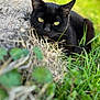 cat, black_cat, grass, outdoor, nature, greenery, stone, yellow_eyes, animal, pet, feline, closeup, blurred_foreground, relaxed, wildlife, mammal, daylight, sharp_eyes, resting, curious