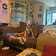 Hank is registered to the contest to win money with this photo: blanket, collectibles, couch, cozy, decor, dog, door, framed_photos, furniture, indoor, lamp, living_room, pet, pillow, shelf, sign, smiling, toy, window, wood_floor