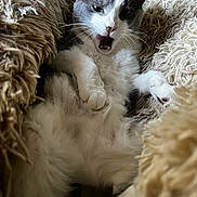 Shadow is registered to the contest to win money with this photo: cat, fluffy, gray_and_white, blanket, cozy, indoor, pet, fur, whiskers, cute, comfort, relaxed, mouth_open, expressive, snuggled, soft_texture, animal, resting, close_up, home