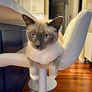 Linus joined the competition — help win amazing prizes! cat, siamese_cat, blue_eyes, white_bar_stool, furniture, indoor, wooden_floor, kitchen, pet, animal, cute, relaxed, mammal, whiskers, ears, fur, house, home, domestic, chair