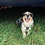 Wilson a rejoint le concours — aidez-le/la à gagner de superbes lots ! dog, grass, night, happy, smiling, animal, outdoor, field, canine, pet, black_and_white, fur, tongue_out, nature, dark_sky, city_lights, flash, portrait, sitting, leash