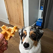 Wilson participe au concours pour gagner de l'argent avec cette photo : dog, waffle, food, indoor, floor, wooden_floor, door, hand, treat, pet, animal, waiting, brown, white, black, furniture, shelf, box, curtain, closeup