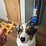 dog, waffle, food, indoor, floor, wooden_floor, door, hand, treat, pet, animal, waiting, brown, white, black, furniture, shelf, box, curtain, closeup