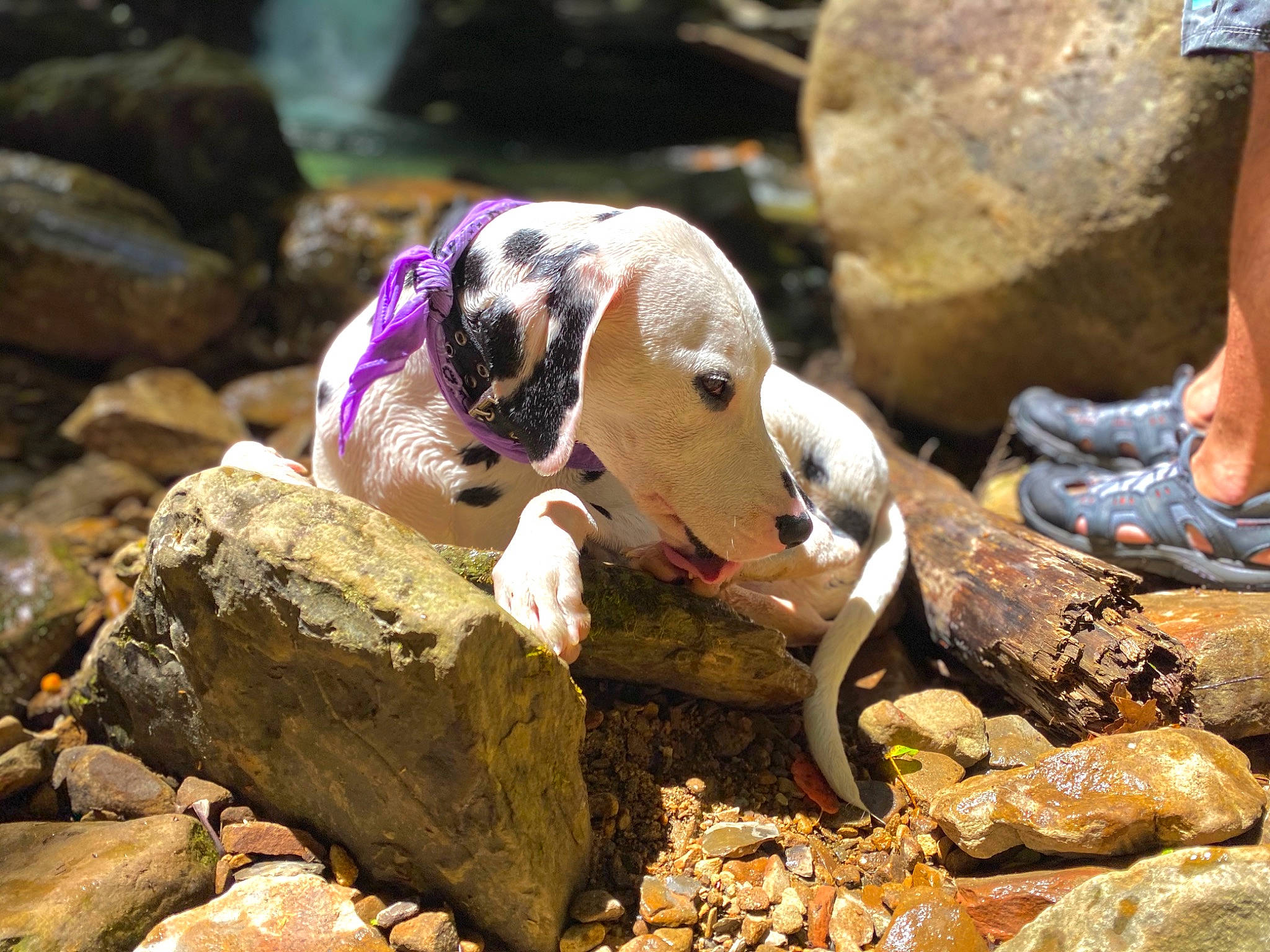 Grim is registered to the contest to win money with this photo: canidae, carnivore, dalmatian, dog, dog_breed, fawn, non_sporting_group, rock, snout, sporting_group