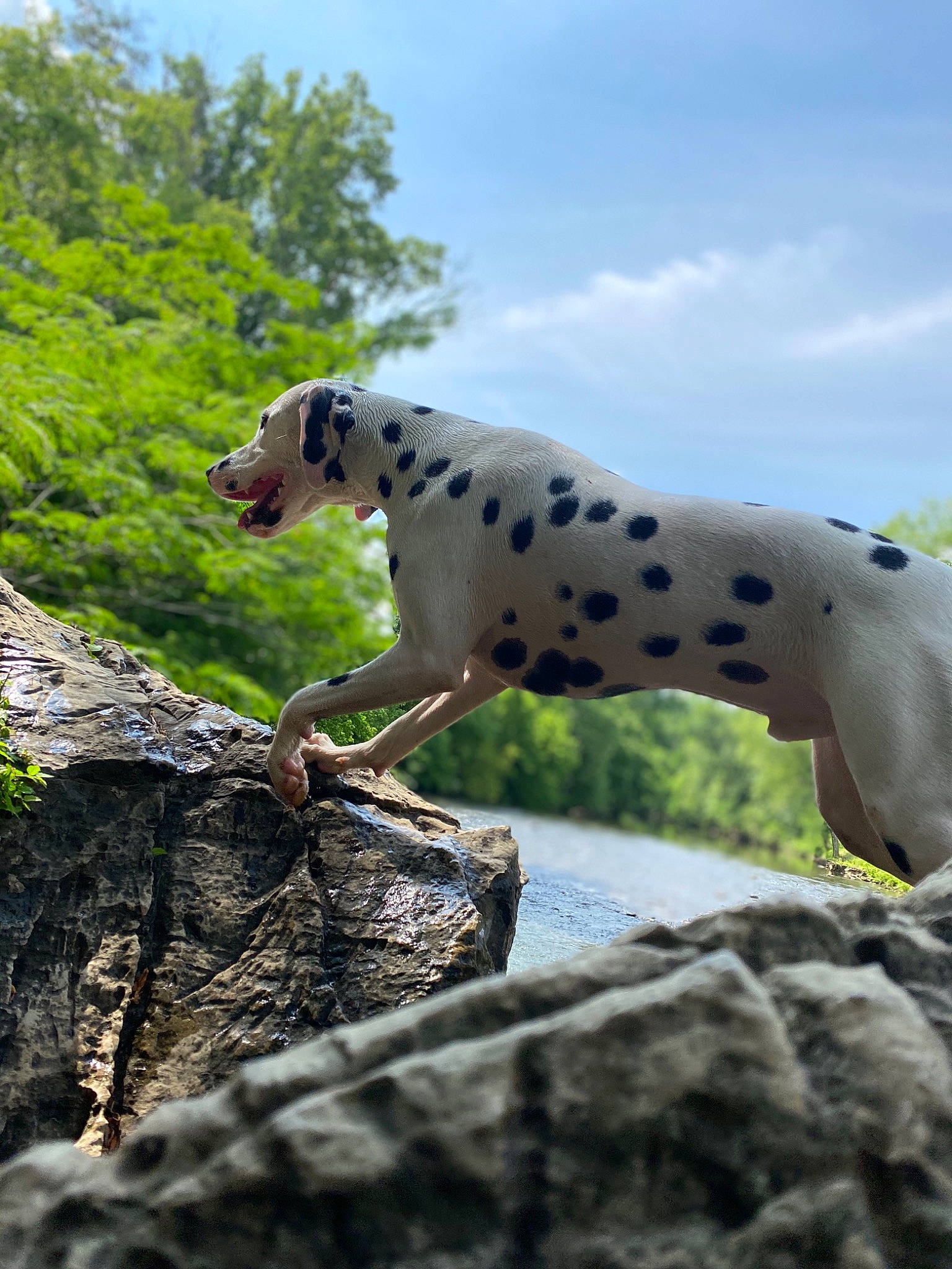 Grim joined the competition — help win amazing prizes! canidae, carnivore, dalmatian, dog, dog_breed, fawn, non_sporting_group, plant, snout, sporting_group, tree, wildlife