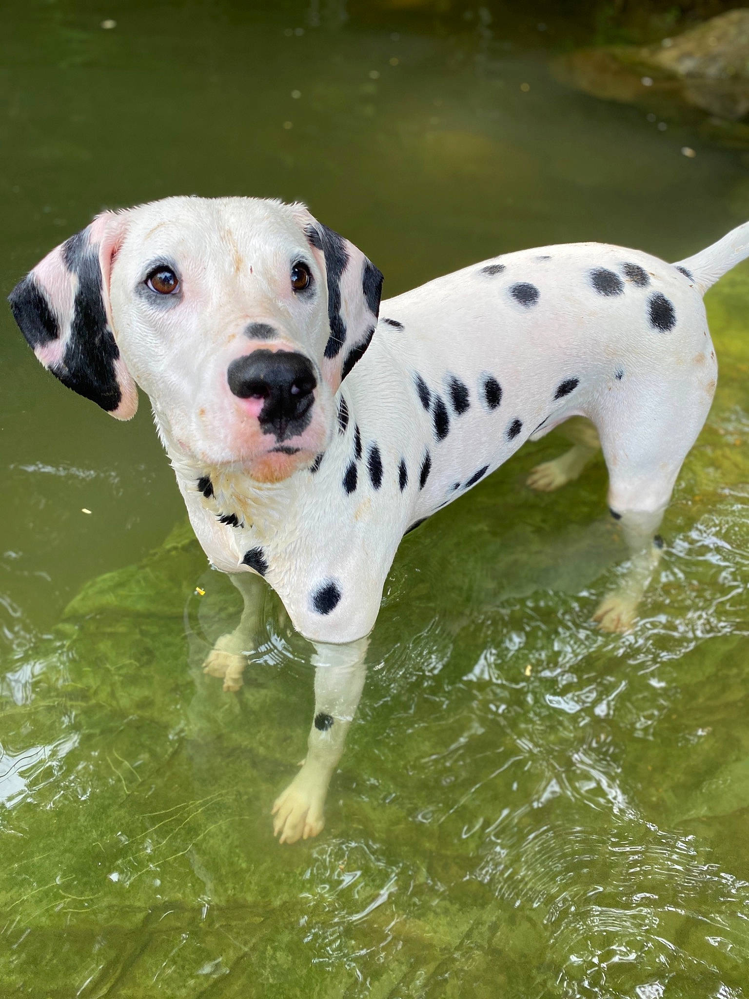 Grim joined the competition — help win amazing prizes! canidae, carnivore, companion_dog, dalmatian, dog, dog_breed, mammal, non_sporting_group, pointer, snout, sporting_group, tail, vertebrate, water
