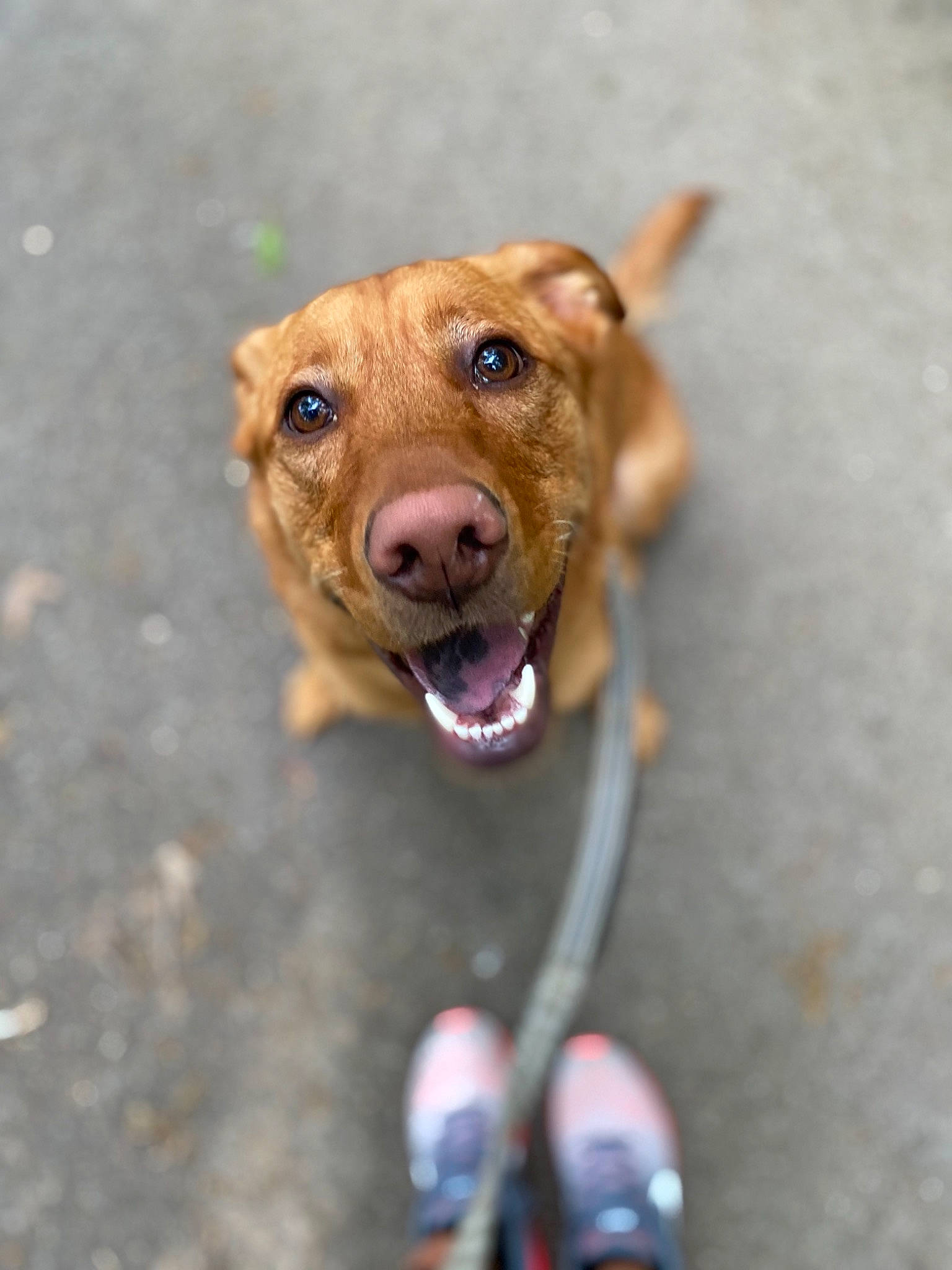 Rex joined the competition — help win amazing prizes! american_pit_bull_terrier, canidae, carnivore, companion_dog, dog, dog_breed, fawn, feist, mountain_cur, nose, pit_bull, potcake_dog, puppy, rare_breed_dog, snout, sporting_group, street_dog