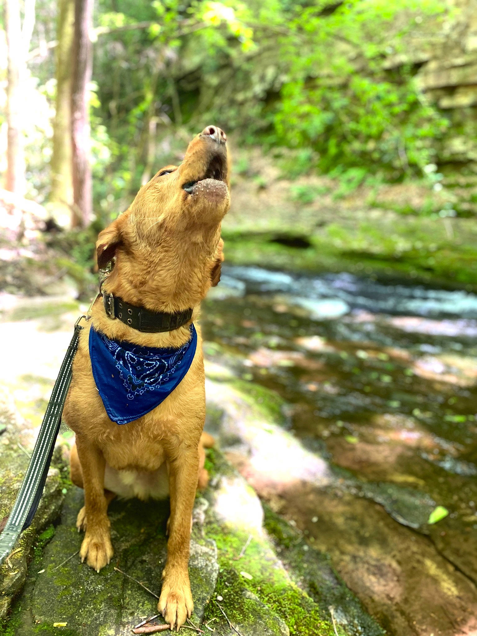 Rex is registered to the contest to win money with this photo: canidae, carnivore, collar, companion_dog, dog, dog_breed, dog_clothes, dog_collar, dog_walking, fawn, hunting_dog, leash, mammal, mountain_cur, sporting_group, vertebrate