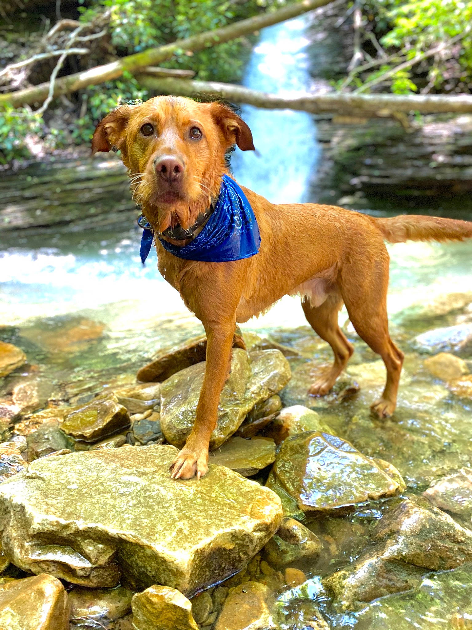 Rex joined the competition — help win amazing prizes! adventure, canidae, carnivore, companion_dog, dog, dog_breed, fawn, hunting_dog, mammal, mountain_cur, rare_breed_dog, sporting_group, vertebrate, vizsla
