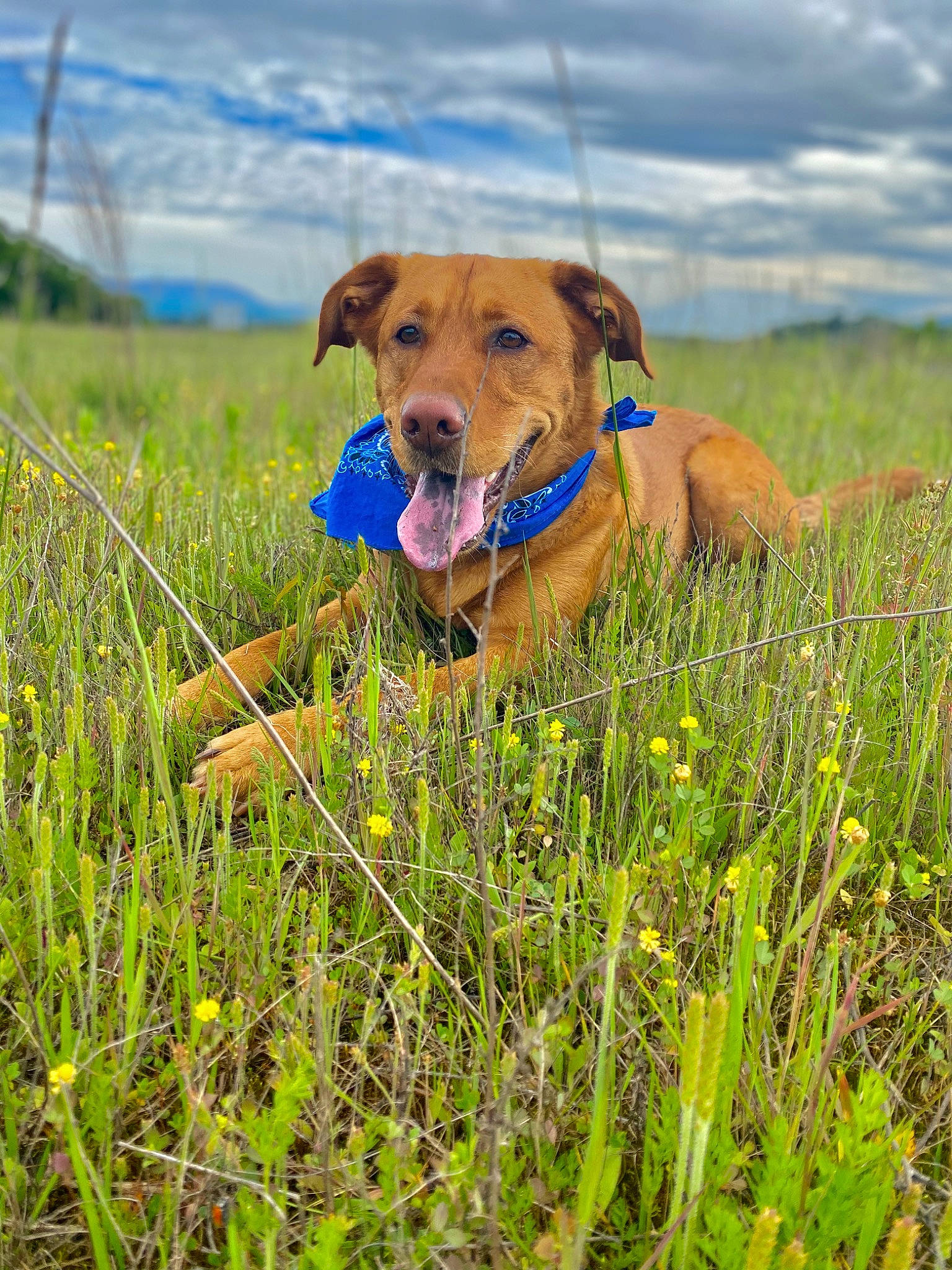 Rex is registered to the contest to win money with this photo: broholmer, canidae, carnivore, dog, dog_breed, flower, grass, grass_family, grassland, hunting_dog, mammal, meadow, plant, prairie, rhodesian_ridgeback, sporting_group, wildflower, working_dog