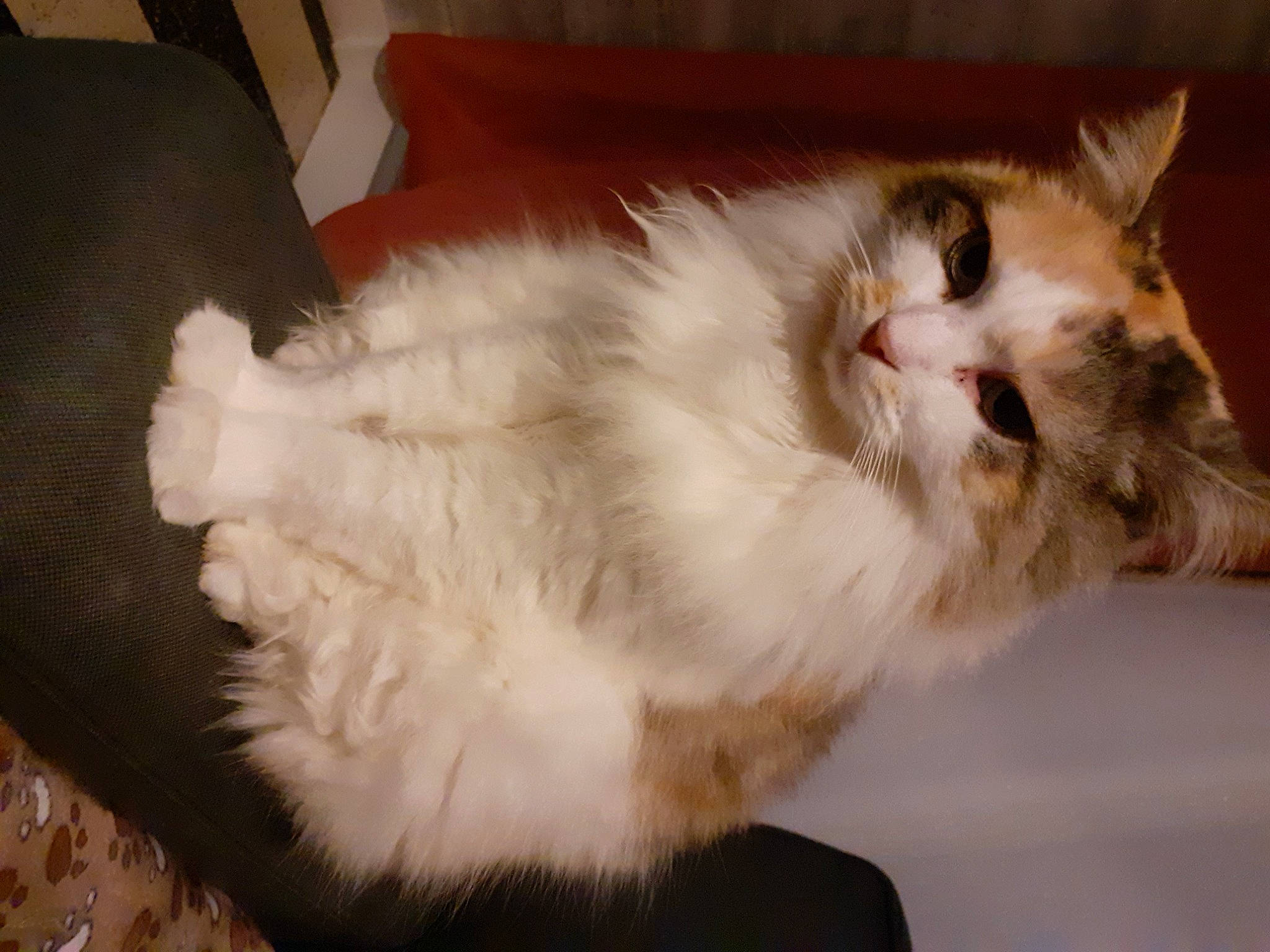 Noisette a rejoint le concours — aidez-le/la à gagner de superbes lots ! carnivore, cat, claw, comfort, domestic_short_haired_cat, fang, fawn, felidae, fur, hardwood, paw, small_to_medium_sized_cats, snout, tail, terrestrial_animal, whiskers, window