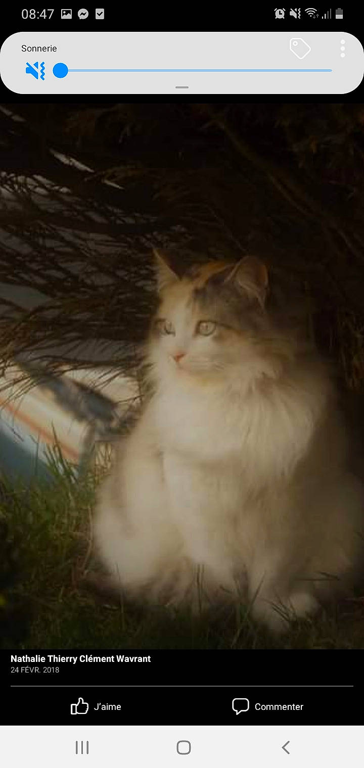 Noisette a rejoint le concours — aidez-le/la à gagner de superbes lots ! carnivore, cat, darkness, fawn, felidae, fur, grass, paw, photo_caption, plant, small_to_medium_sized_cats, snout, tail, tints_and_shades, tree, whiskers, wildlife, wood