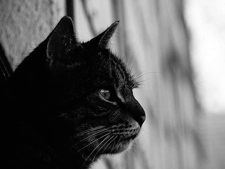 Cha a rejoint le concours — aidez-le/la à gagner de superbes lots ! black, black_and_white, black_cat, carnivore, cat, close_up, domestic_short_haired_cat, eye, felidae, fur, monochrome, monochrome_photography, nose, organ, photography, small_to_medium_sized_cats, snapshot, snout, whiskers, white