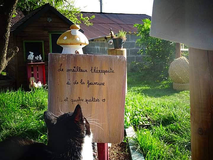 Maa participe au concours pour gagner de l'argent avec cette photo : black_cat, cat, felidae, grass, small_to_medium_sized_cats, yard